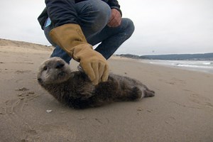 Luna: A Sea Otter's Story | Shows & feedings | Monterey Bay Aquarium