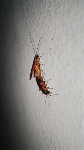 Cockroach Mating#animalbehavior#animals#cockroach