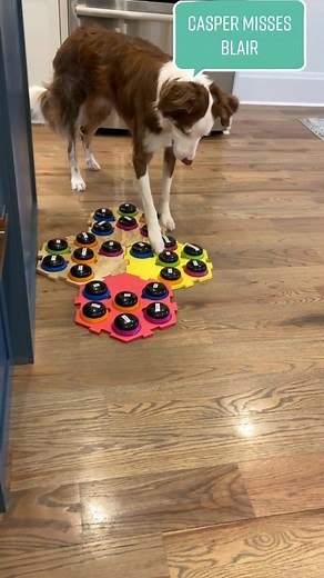 Casper the Border Aussie Dog Missing Blair