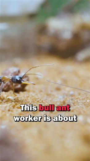 Bull Ant Hunting Live Cricket: Amazing Ant Colony Behavior!