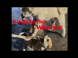 King Charles alpha dog was live - 01 || How to raise rescued dogs like alpha dog king charles
