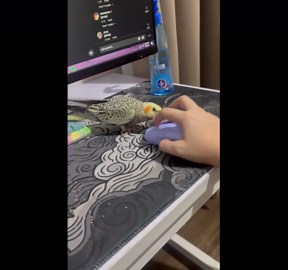 Cookie Always Finds a Way to Destroy My Computer Mouse