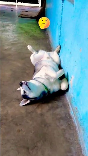 Dramatic Husky 😵‍💫 #shorts