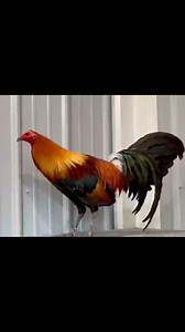 TROY HATCH (blue face) #gamefowlbreeder #americangamefowl #troyfarms #gamefowlnation #gallosdecombate #gamefowl #gamefowlmexico #gamefowllovers #gamefowlmexicanos #northcarolina #california #texas #miami #Washington #Illinois #Michigan #Mississippi #santiago #mexico #Colorado #Arkansas #highlights #Pennsylvania | troy__gamefarm