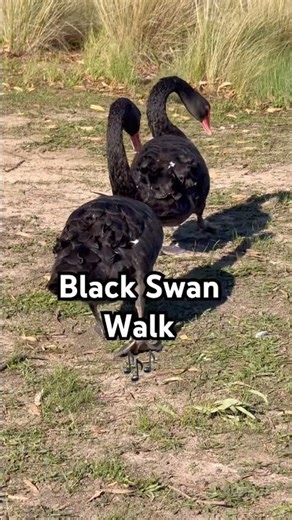 BLACK SWANS walking in PERFECT formation!! 🛑 #animals #wildlife