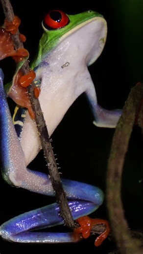 La rainette aux yeux rouges au Costa Rica #wildlifebiologist #herpingcostarica #Agalychniscallidryas