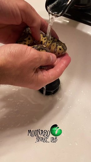 Baby Snakes and Geckos Update | Snake Breeding and Egg Hatching