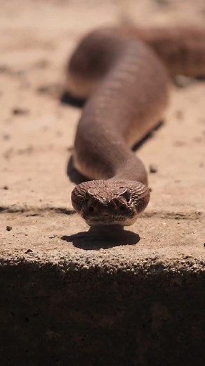 Red Diamond Rattlesnake a large rattlesnake moves across a dirt road and under brush searching for prey near San Diego, CA