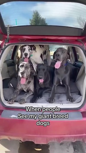 2K views · 52 reactions | Don't let their size fool you!  Big dogs...