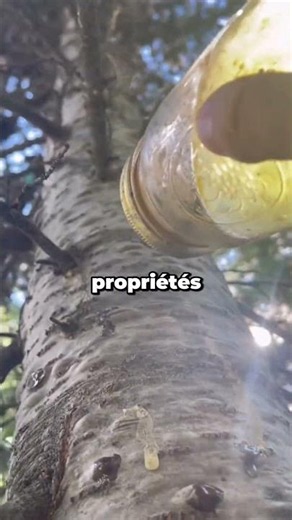 This tree hides a secret that few people know...🌲