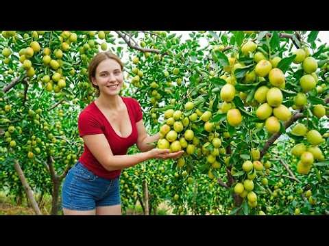 Massive Green Apple Harvesting in Village Orchard – Fresh Apples Loaded on 3 Wheel Truck to Market