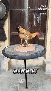 13M views · 285K reactions | Smart Feeders for Happy Chickens #chickenfarming #chickenfeeder #diyprojects | Wild Heart | Facebook