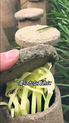 高級ニラを育てる驚きの栽培方法