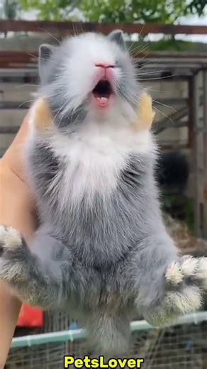 Why My Rabbit Baby is Crying #rabbit #crying #bunny #pets #petcare #petvideos #animals #shorts