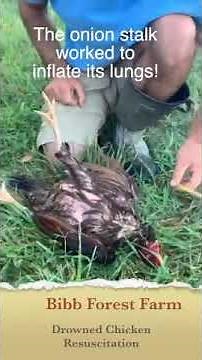 resuscitation of chicken bibb forest farm
