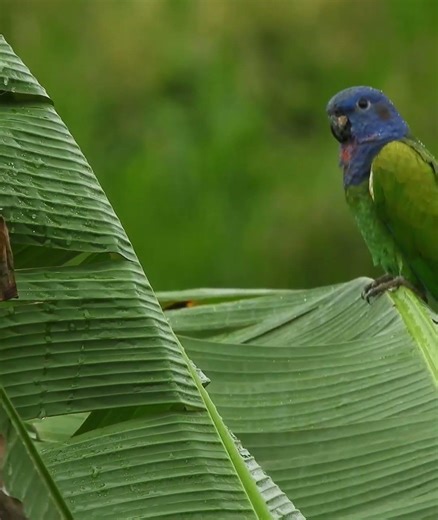 Escape to the Tropics 🌴 Birdsong & Forest Sounds