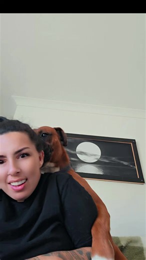 My Boxer Dog's Hilarious Bullying Moments