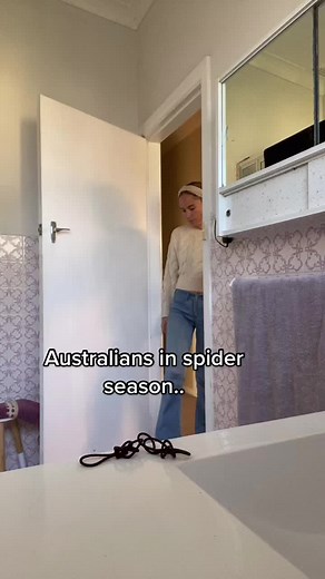 Understanding Australia's Spider Season