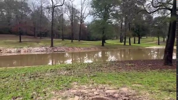 Longhorn Bull Dilema | Ima Survivor Donkey and Farm Animal Sanctuary