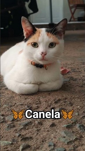 💞ideas de nombres para gatitas💞 #lindos#cats