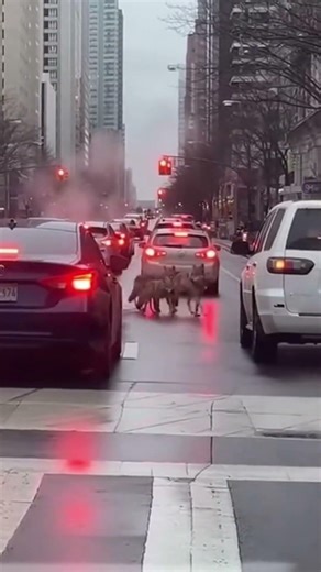 a pack of wolfs appeared out of nowhere in city traffic!!