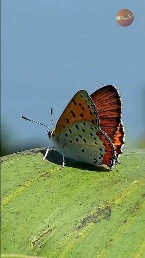 The sharp beauty of an orange butterfly with a fiery trim in macro mode