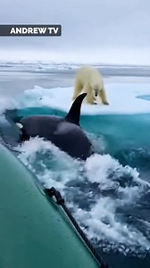 Polar bear cornered 😱 | Andrew Lincoln TV