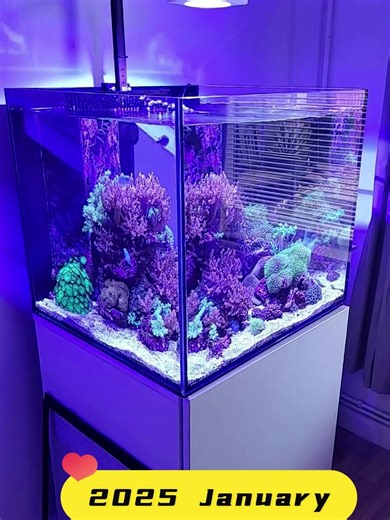PopBloom RL90 with arm kit on Aquaone reefsys 180. 2023-2024-2025 Growing... 🔗🔗🔗https://www.ebay.com/itm/206126708015 #popbloomled #popbloom #popbloomrl90 #popbloomlight