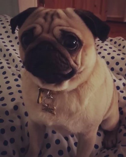 pug-singing-happybirthday !