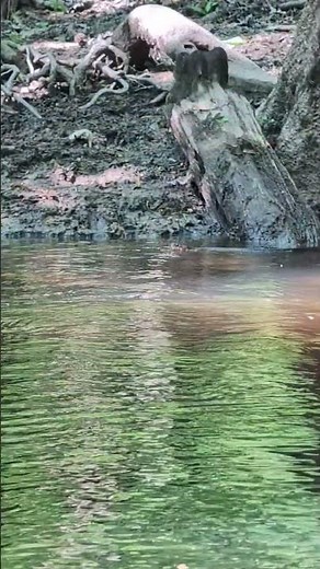 Snakes swimming in the water - congaree National Park