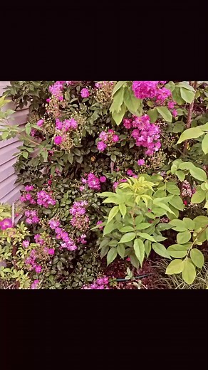 Triple knockout purple roses. GORGEOUS. They grow extremely fast. $5-$35 per bush. | Tamara Knight