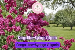 Congo Lilac (syringa Vulgaris) – Live Starter Plant 4–8” Tall – Hardy Fragrant Purple Blooms for Garden or Yard - Etsy