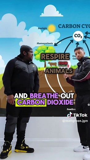 Understanding the Carbon Cycle in Biology