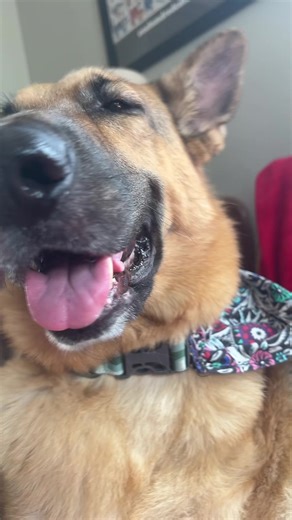 midwest_emo_dogs (@midwest_emo_dogs)’s videos with original sound - midwest_emo_dogs