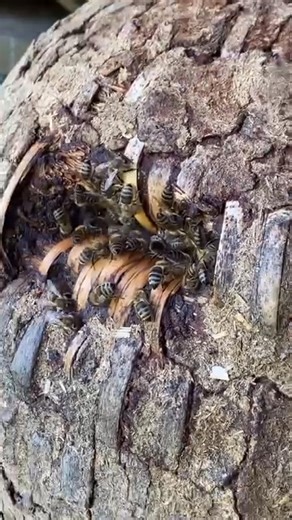 ✨Skep beehives 🐝💖❣️ . . . . . #🐝 #📸 #beekeeping #bees #honey #bee #beekeeper #savethebees #canadianapiary #canadianbeekeeper #honeybee #apiary #nature #apiculture #beesofinstagram #beehive #hive #beelife #beekeepers #pollen #newhobby #farmer #urbanbeekeeping #urbanbeekeeper #womenbeekeepers #womeninbeekeeping | Canadian Apiary