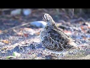 Slow Mo Wildlife - Wilson's Snipe
