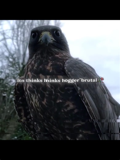 Understanding Mogging in Bird Behavior