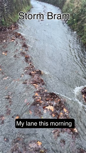 Stephanie Hafferty on Instagram: "Storm Bram arrived in the night and is forecast to be here for much of the day. The sheer volume of water pouring on the hillside has turned the lane outside my house into a river. The rain is now heavier. I have no idea why my daft cats are still out in this! The lane is very narrow with cloddiau on either side - banks of earth and stone with a hedgerow on top. It’s typical of many of the roads around here. #stormbram #welshlanes #welshweather"
