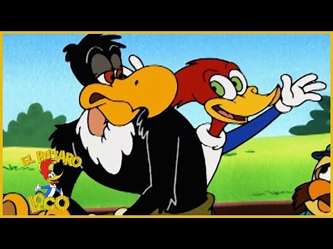 El Pájaro Loco | Pajaro Loco vs Gallinazo Compilación | Dibujos Animados | Caricaturas