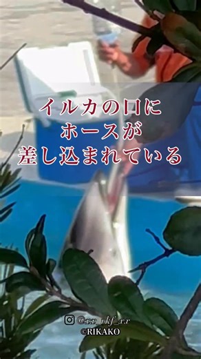 Rikako Fukumoto on Instagram: "* 私はイルカショーに行きません なぜなら、イルカショーの裏側で 何が行われているのかを知っているから。 水族館のイルカは、自然界ではあり得ない 環境に閉じ込められ自由に泳ぐことも 自分で餌を捕ることもできず 与えられるのは死んだ魚 その結果、水分、栄養が不足し 口からホースを差し込まれ 水や薬 サプリメントを流し込まれるという 処置が毎日行われています。 本来不要な医療行為をしなければ 生きられない環境に 意図的に置かれている 塩素まみれの狭いプール 群れから引き離され 口に毎日ホースを突っ込まれ このストレスに毎日耐える イルカは高い知能と社会性を持ち何十キロも泳ぎ 仲間と他の種のイルカとも関係を築く生き物です。 それを狭い水槽に閉じ込め、芸をさせ イルカトレーナーへの拍手と チケット代のために生かすことに 私は拍手出来ません イルカショーは「可愛い」かもしれません。 しかしその可愛さは 自由を奪われた結果作られた 残酷なショービジネスです イルカ達は苦しんでいます この事実を知った今 あなたの行かない選択が イルカ達を