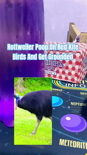 Rottweiler Poop On Red Kite Birds And Get Grounded ‪@AlbertTheAnimator‬