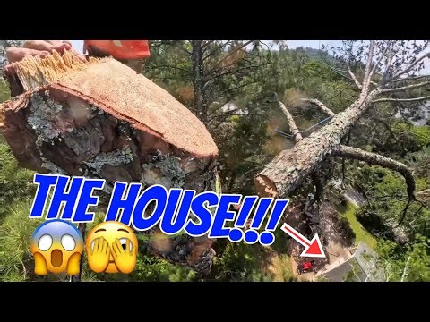 Hazardous dead pine removal near house and power lines