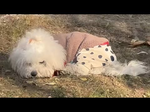 She was critically ill and shaking, but kind-hearted people miraculously saved her!