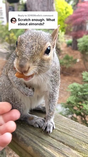 Squirrel Crying: Letting Out Emotions | Nature at Home