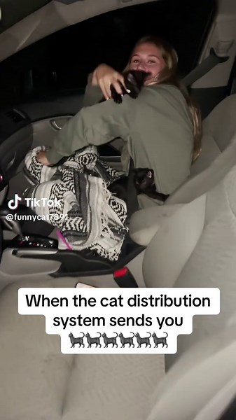 Cat Allocation System: Hilarious Pet Selection Process