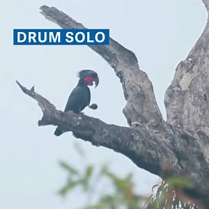 1.6M views · 2.8K reactions | This bird is playing a homemade drum. It's something never observed in a non-human species before. | Quartz | Facebook