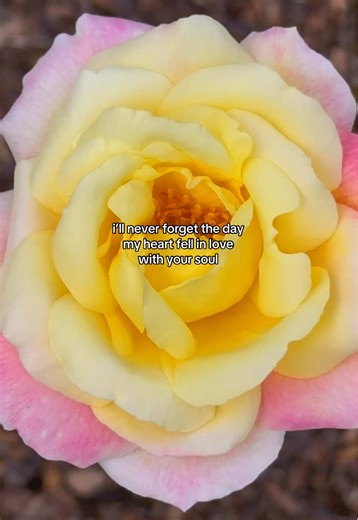 Mona Lune (@monalunepoetry)’s videos with Cinnamon Girl - Lana Del Rey