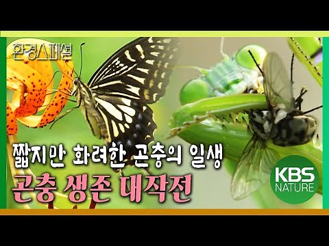 짧지만 화려한 곤충의 일생, 곤충 생존 대작전 [환경스페셜-여름방학 특별기획 곤충, 생존대작전 ] KBS 20050803 방송