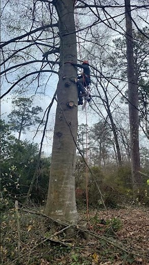TREE REMOVAL In MARIETTA, GA | United Tree Pro Service