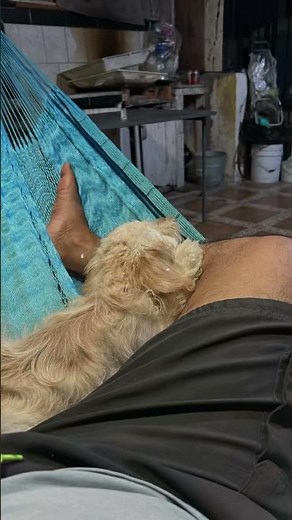 ¡Les presento a mi mejor amigo Max! 🐾